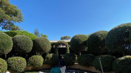 Topiary Trimming Services by Hedge Works