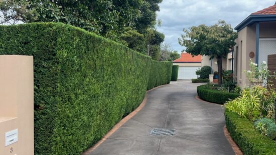 Hedge Trimming Services by Hedge Works