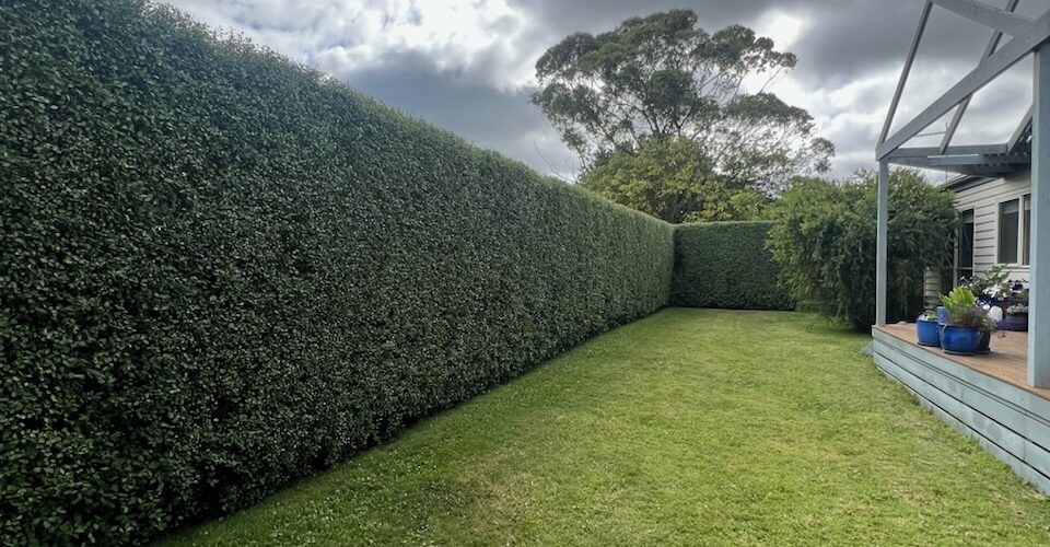 Hedge Trimming Service