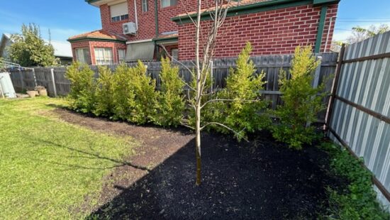 Local Tree Planting Services by Hedge Works