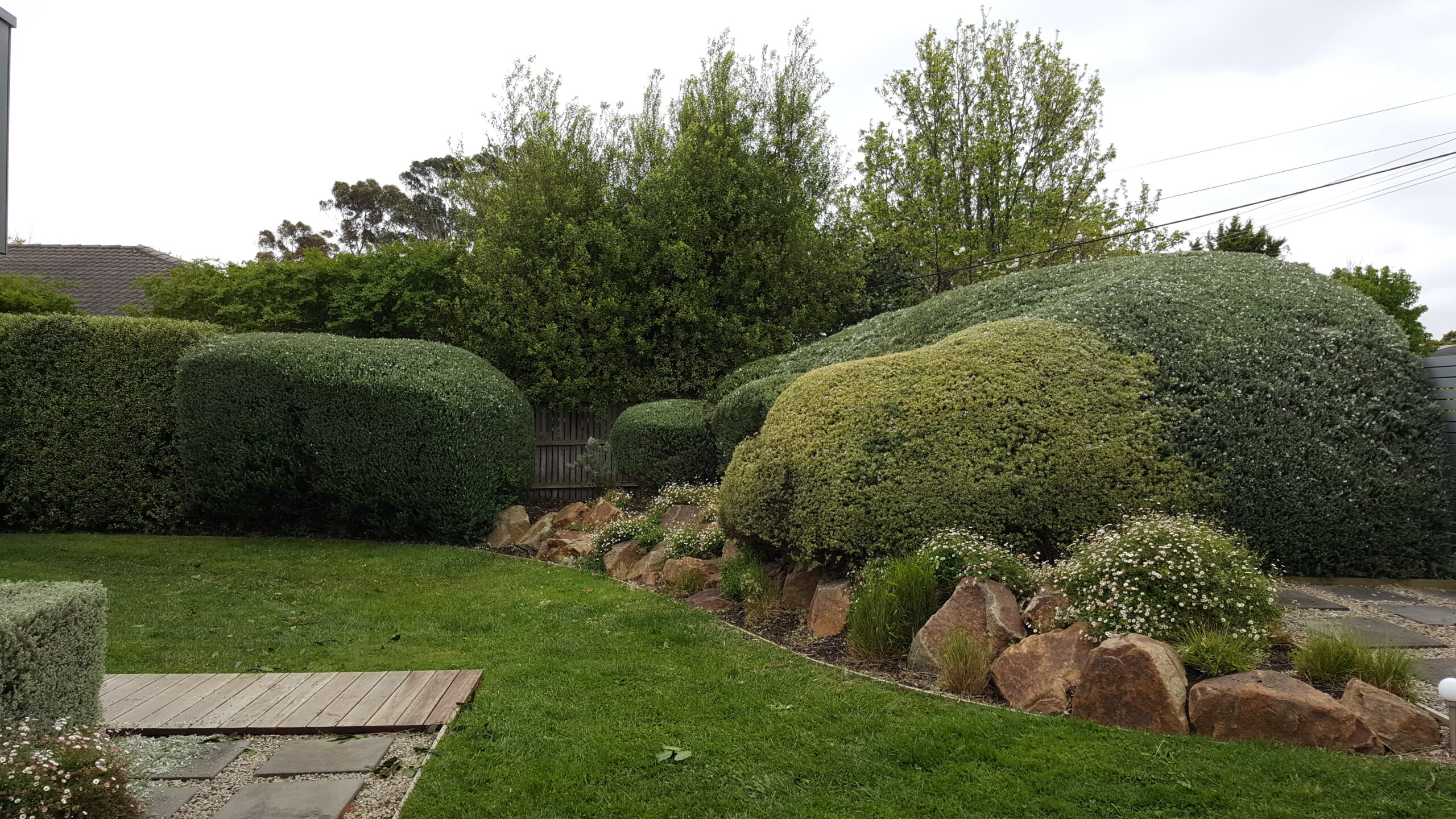 Hedging, Hedge Trimming, Geelong, Bellarine Peninsula